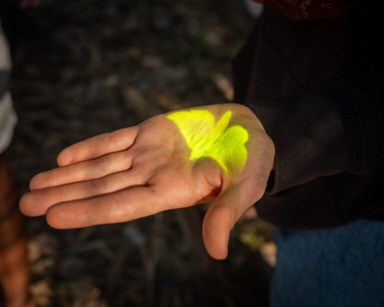 Projection of a moth on a young persons hand